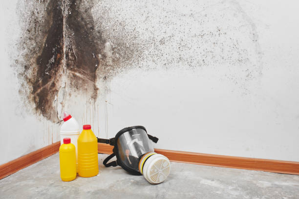Best Fast Mold Removal  in Burbank, CA
