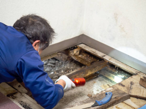  Burbank, CA Mold Removal Pros