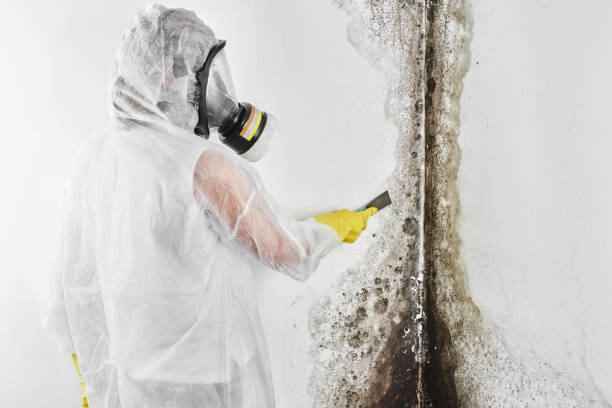 Best Commercial Mold Removal  in Burbank, CA