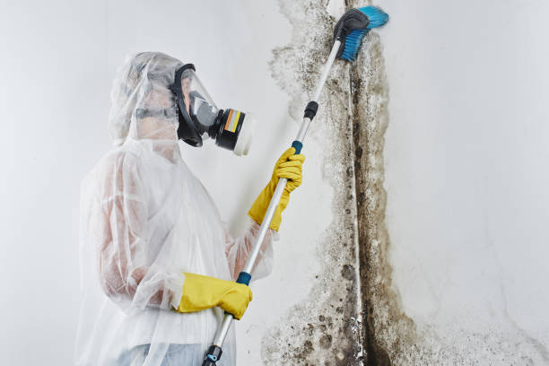Best Professional Mold Removal  in Burbank, CA