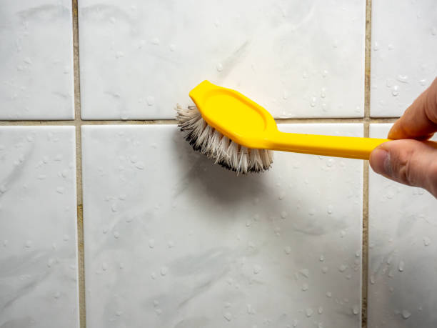 Best Black Mold Removal  in Burbank, CA