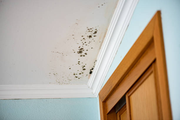 Best Local Mold Removal Service  in Burbank, CA