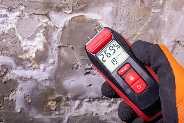 Best Mold Removal Near Me  in Burbank, CA