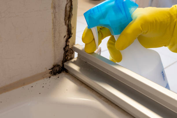 Best Fast Mold Removal  in Burbank, CA
