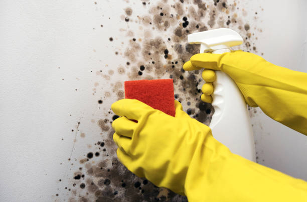 Best Commercial Mold Removal  in Burbank, CA