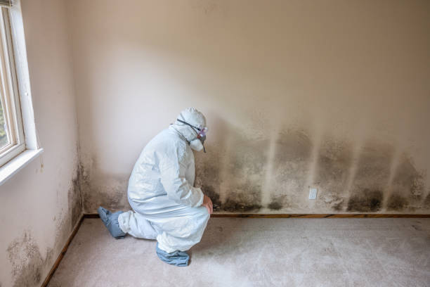 Best Mold Removal Company Near Me  in Burbank, CA