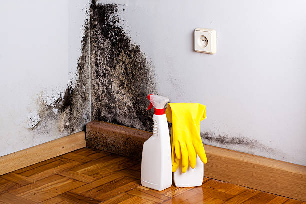 Best Mold Removal and Inspection  in Burbank, CA