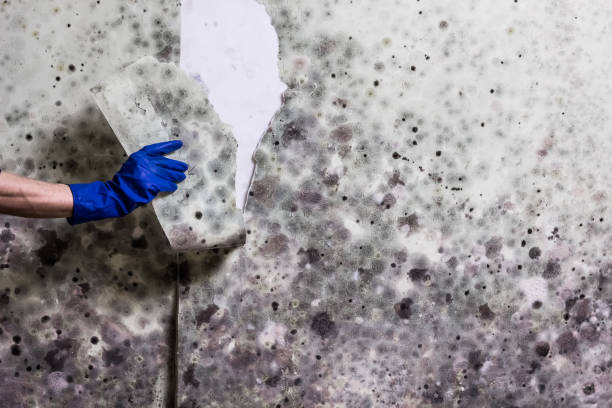 Best Water Damage Restoration  in Burbank, CA