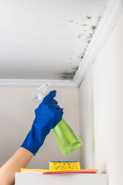 Best Commercial Mold Removal  in Burbank, CA