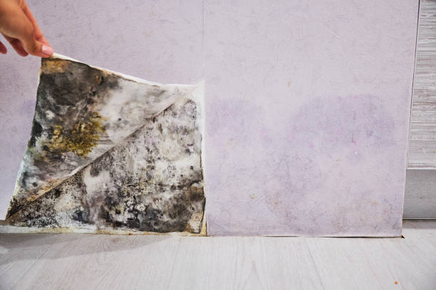 Best Mold Remediation  in Burbank, CA